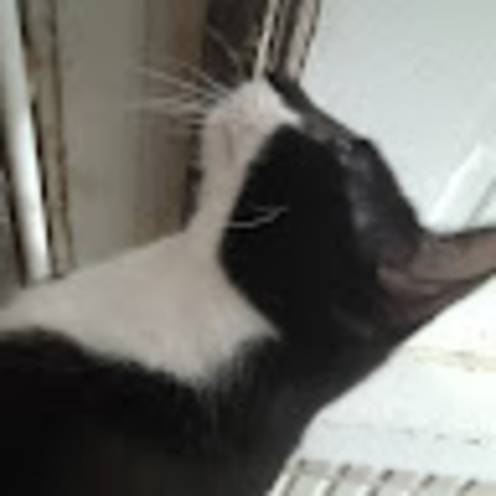 Meet your Posher, Kai